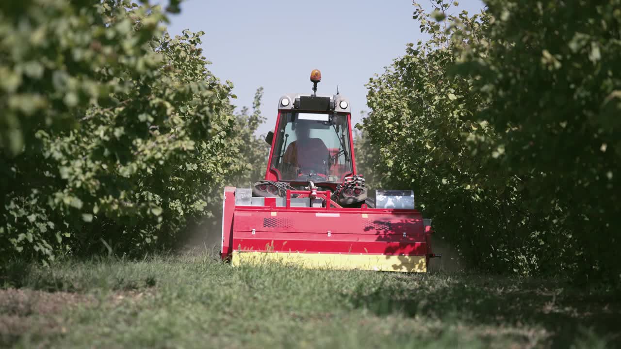 用专用收割机联合收割机在农业种植地里收割榛子，慢动作视频下载
