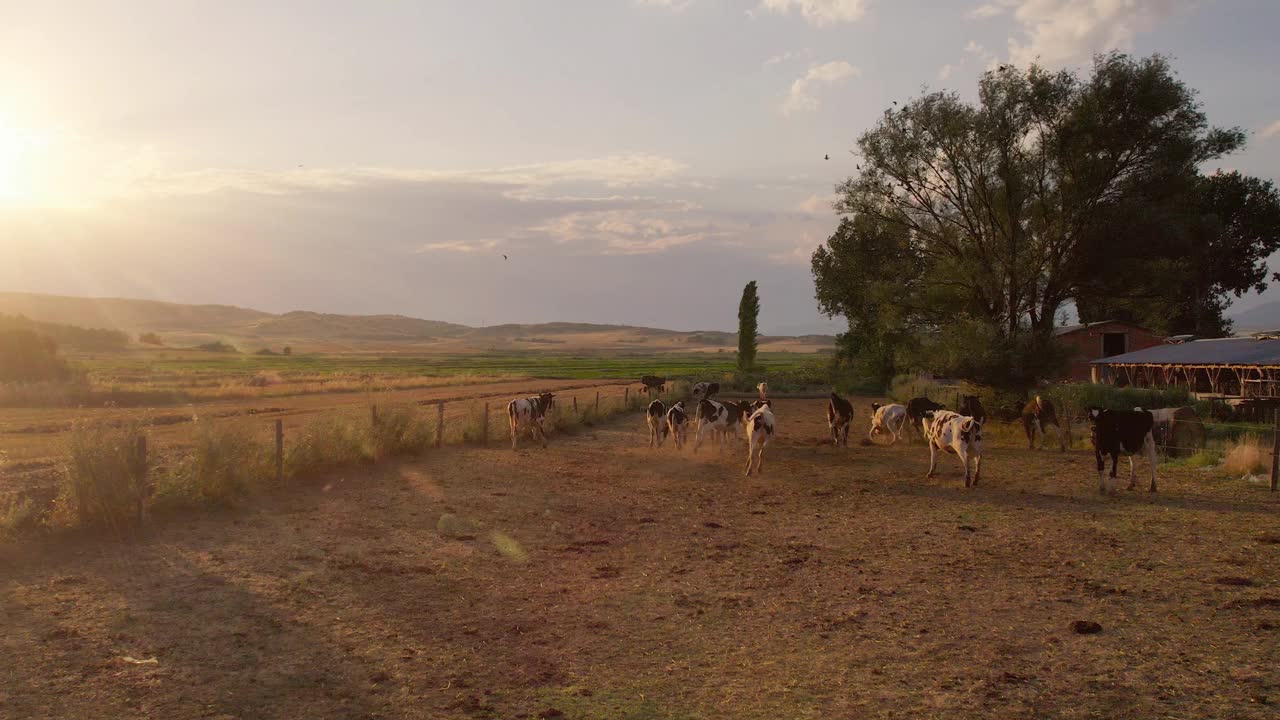 夕阳下在有机生态农场奔跑的奶牛鸟瞰图视频下载