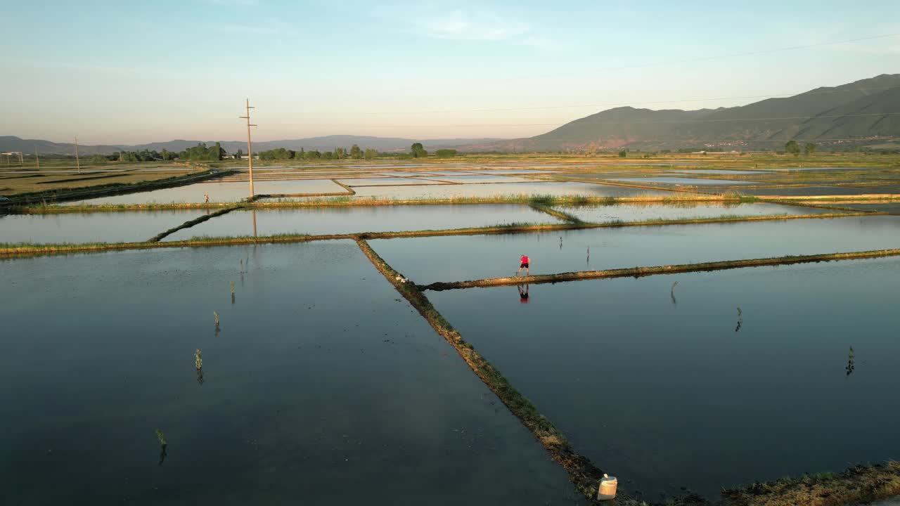在稻田工作的农民，航拍视频下载