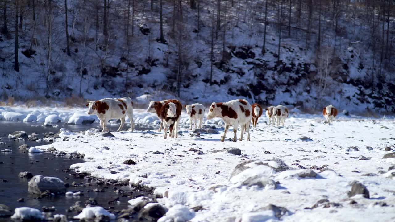 冬天，一群牛在河里饮水视频下载