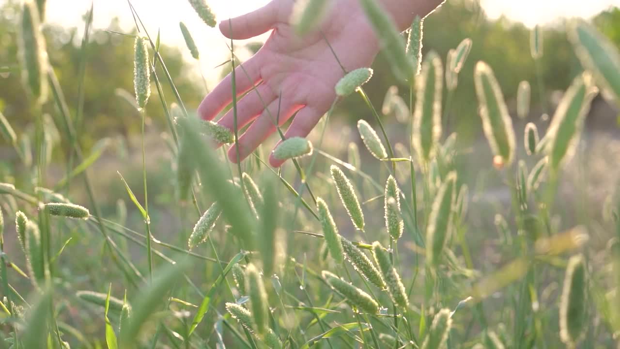 女人的手抚摸着草地和植物视频下载