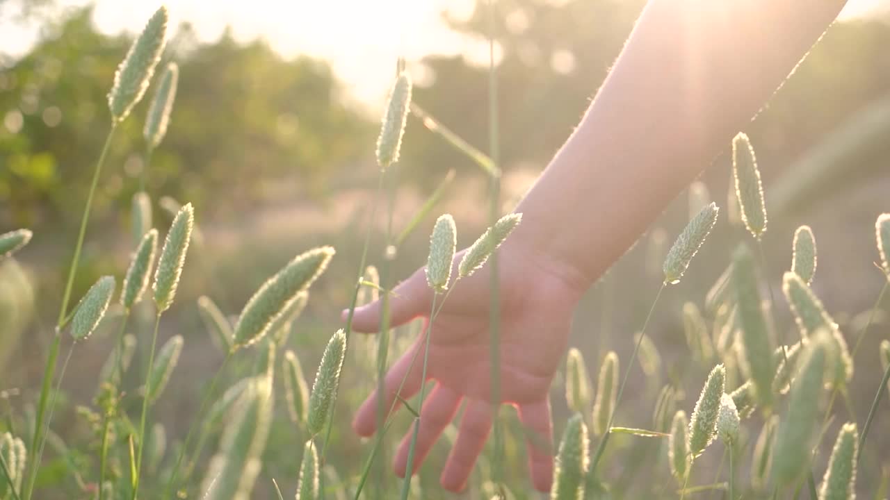 女人的手抚摸着草地和植物视频下载