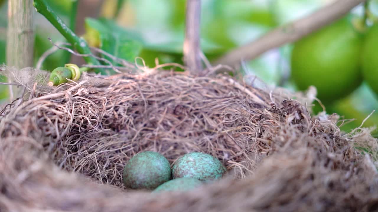 常见的黑鹂Turdus merula在巢中产下蓝色的蛋视频下载
