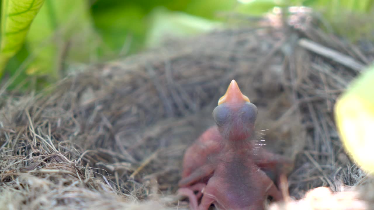 两只刚出生的小鸟在一个窝里视频素材