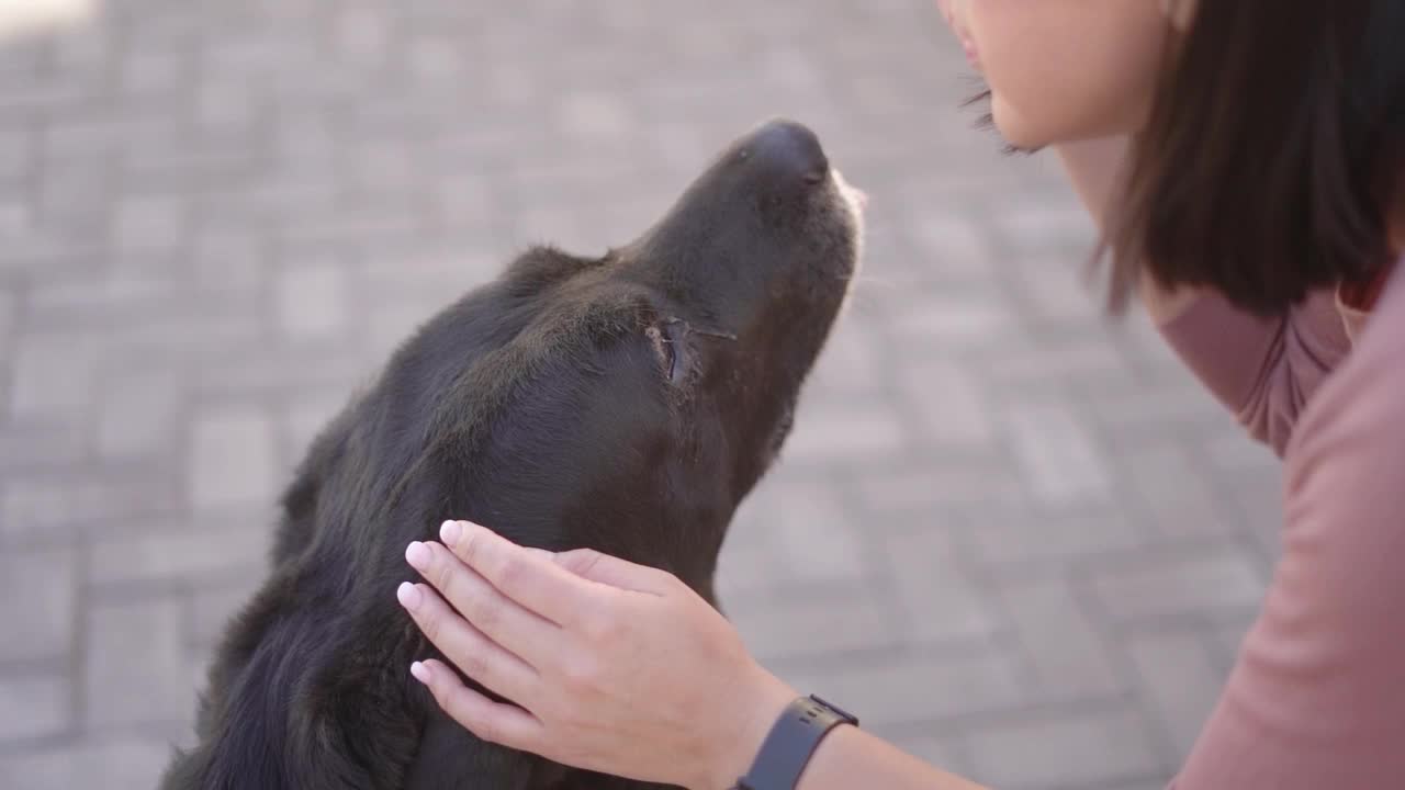 照顾患有结膜炎的狗狗，清洁眼睛视频下载