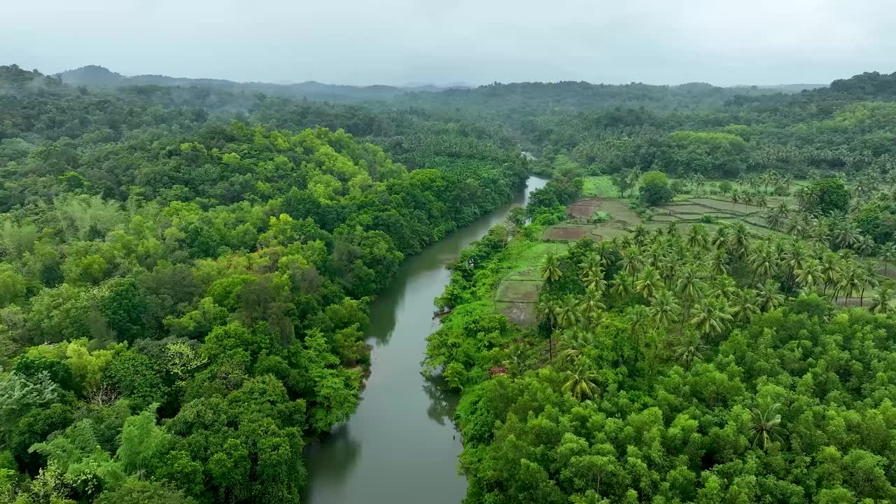 森林里有一条河和一条水渠视频下载