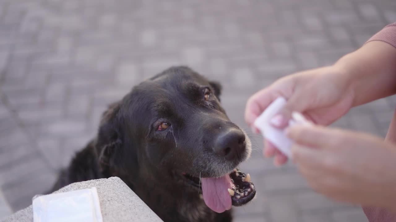 照顾患有结膜炎的狗狗，清洁眼睛视频下载