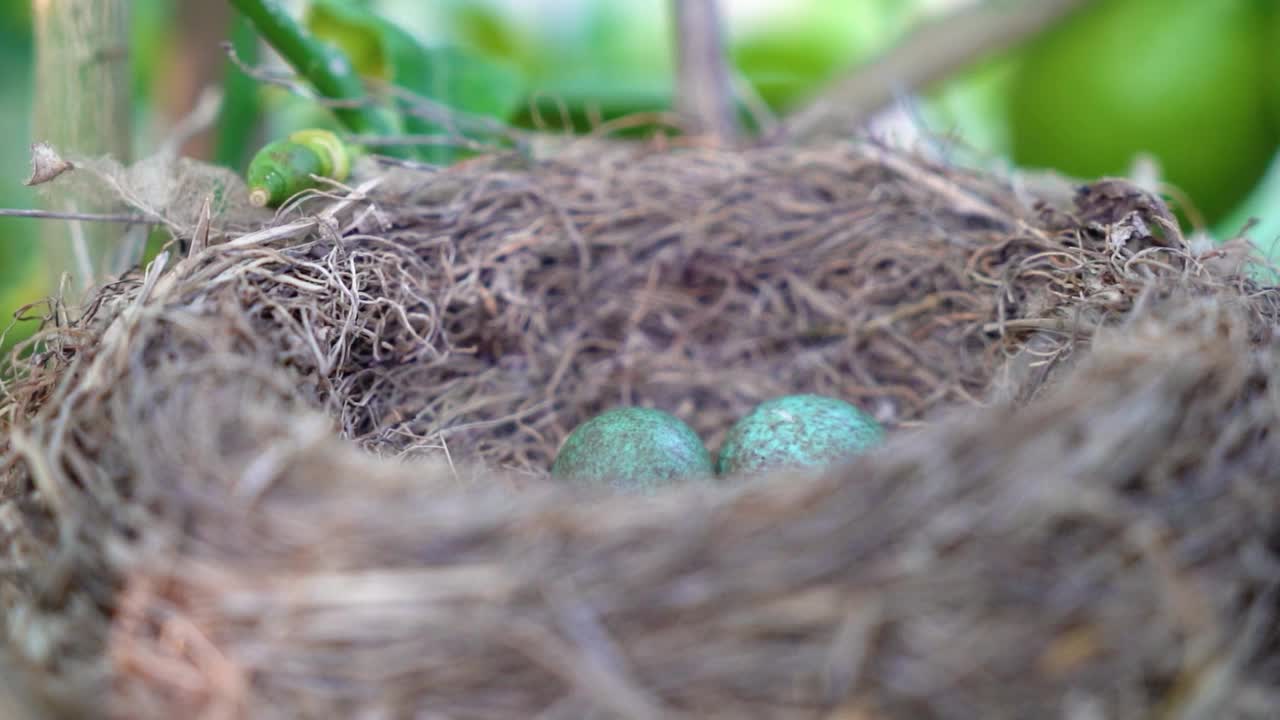 常见的黑鹂Turdus merula在巢中产下蓝色的蛋视频下载