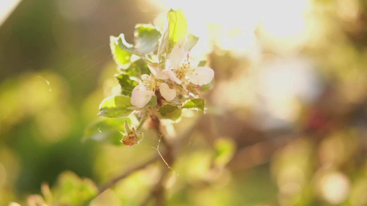 你好,春天。白色的粉红色的苹果花在春天的时候。开花的苹果树伴着夕阳的光芒。近距离拍摄春暖花开的花园公园。鼓舞人心的软花卉视图。视频下载