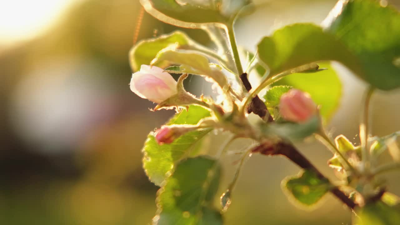 你好,春天。白色的粉红色的苹果花在春天的时候。开花的苹果树伴着夕阳的光芒。近距离拍摄春暖花开的花园公园。鼓舞人心的软花卉视图。视频下载