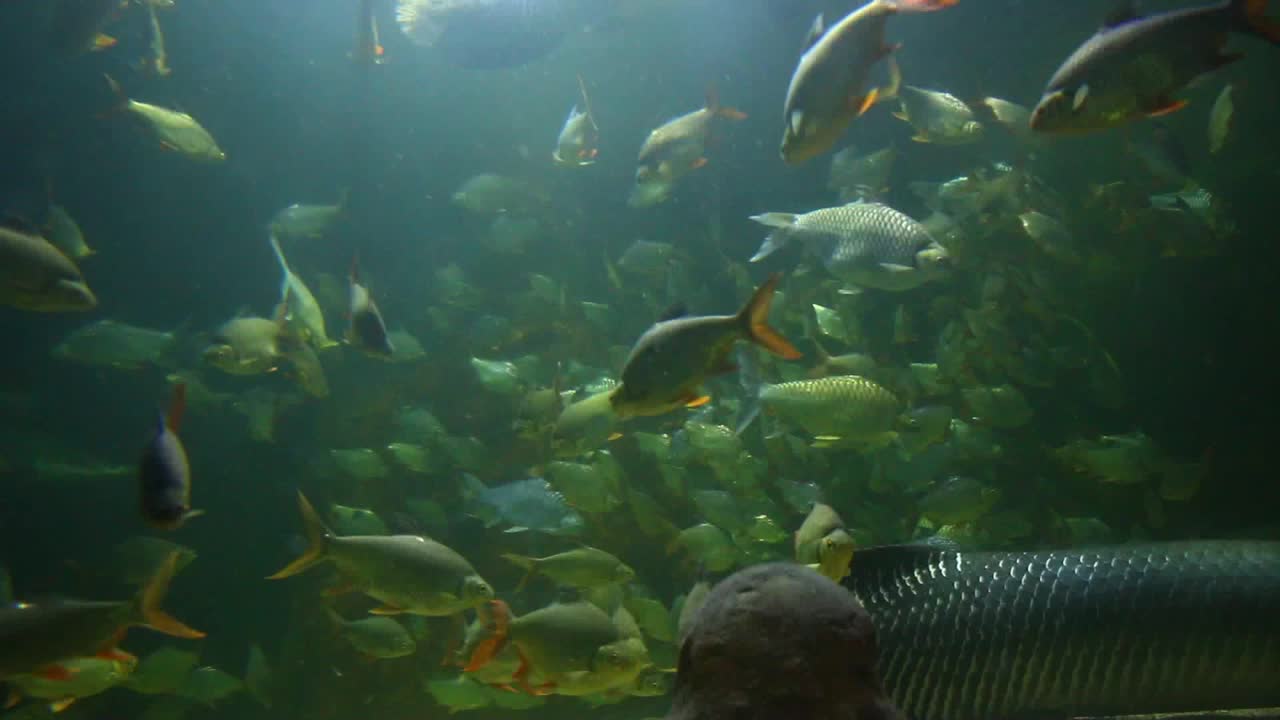 水族馆里有许多鱼在游泳视频下载