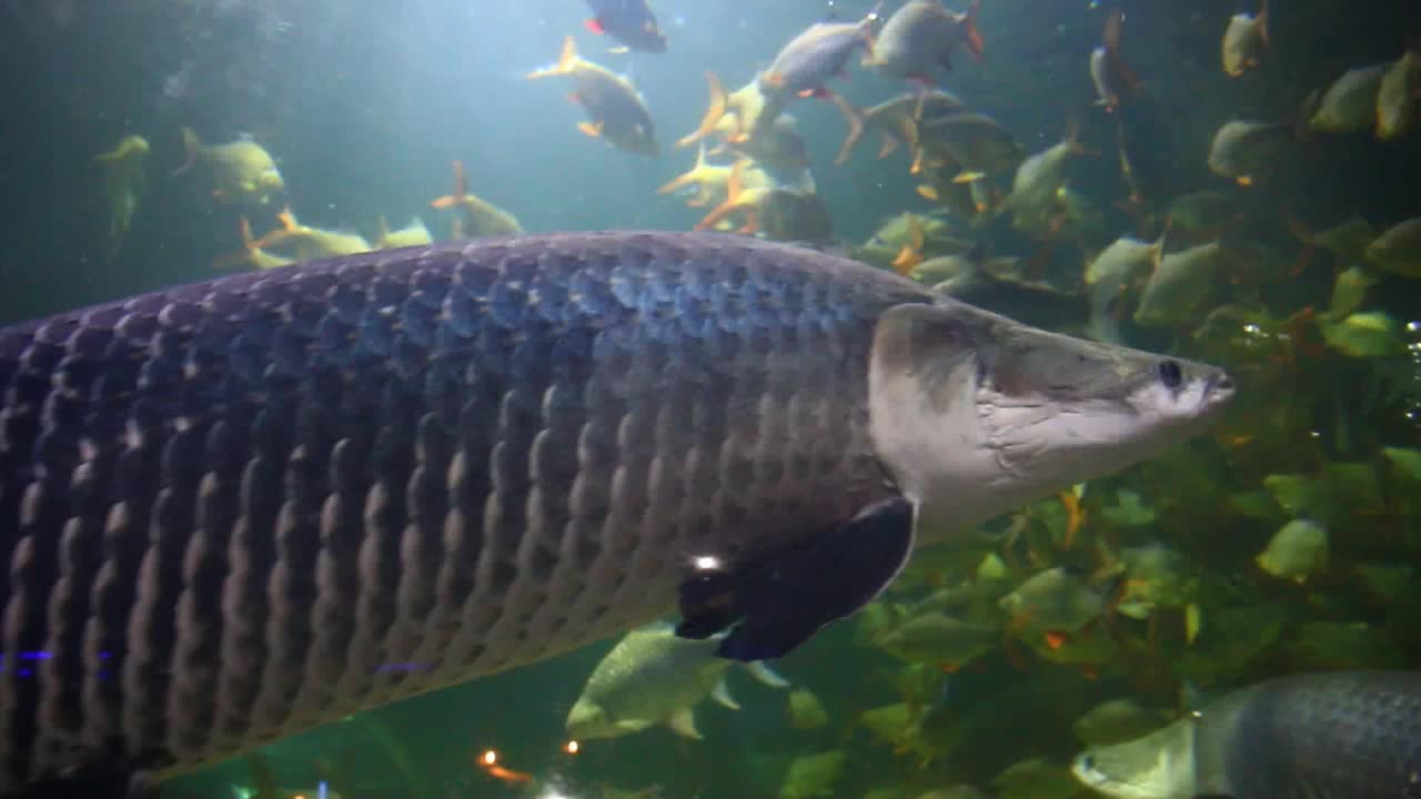 水族馆里有许多鱼在游泳视频下载