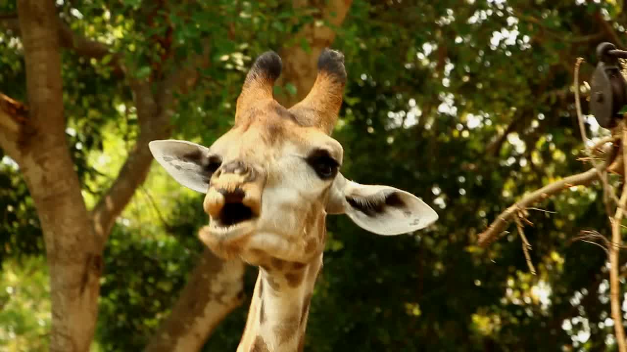 长颈鹿在吃东西视频下载