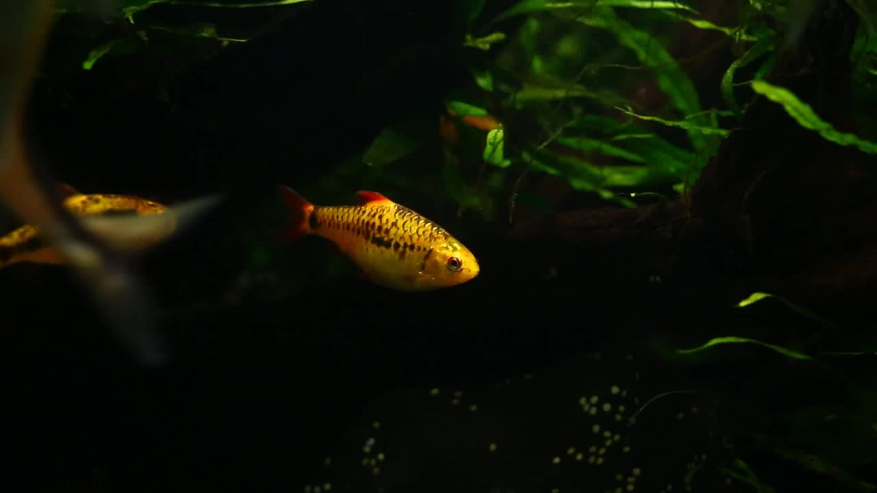 小金鱼在水族馆里游泳视频下载