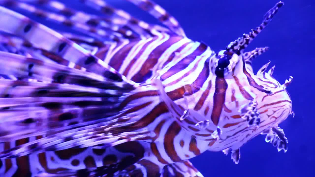 狮子鱼在水族馆里游泳视频下载