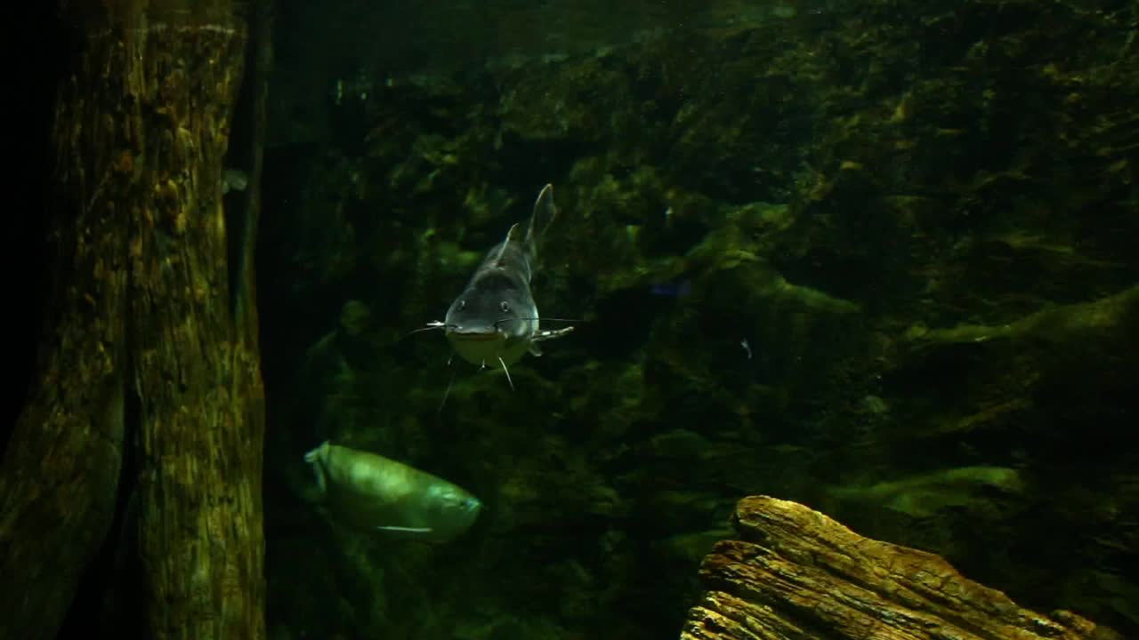 虎铲鼻鲶鱼正在水族馆里游泳视频下载