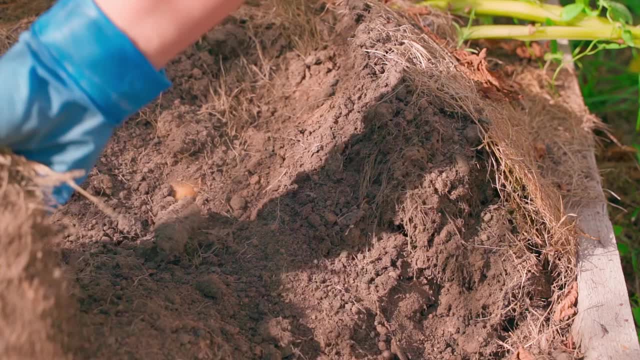 一个戴着手套的女人的手在菜园的土壤里发现了一个土豆，慢镜头视频素材
