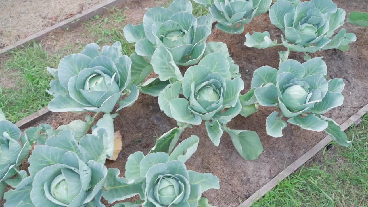 精心打理的蔬菜园床，种植着白卷心菜，俯视图视频下载