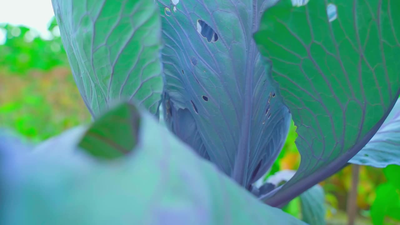 蔬菜园里一棵正在生长的红卷心菜叶子上的洞视频下载