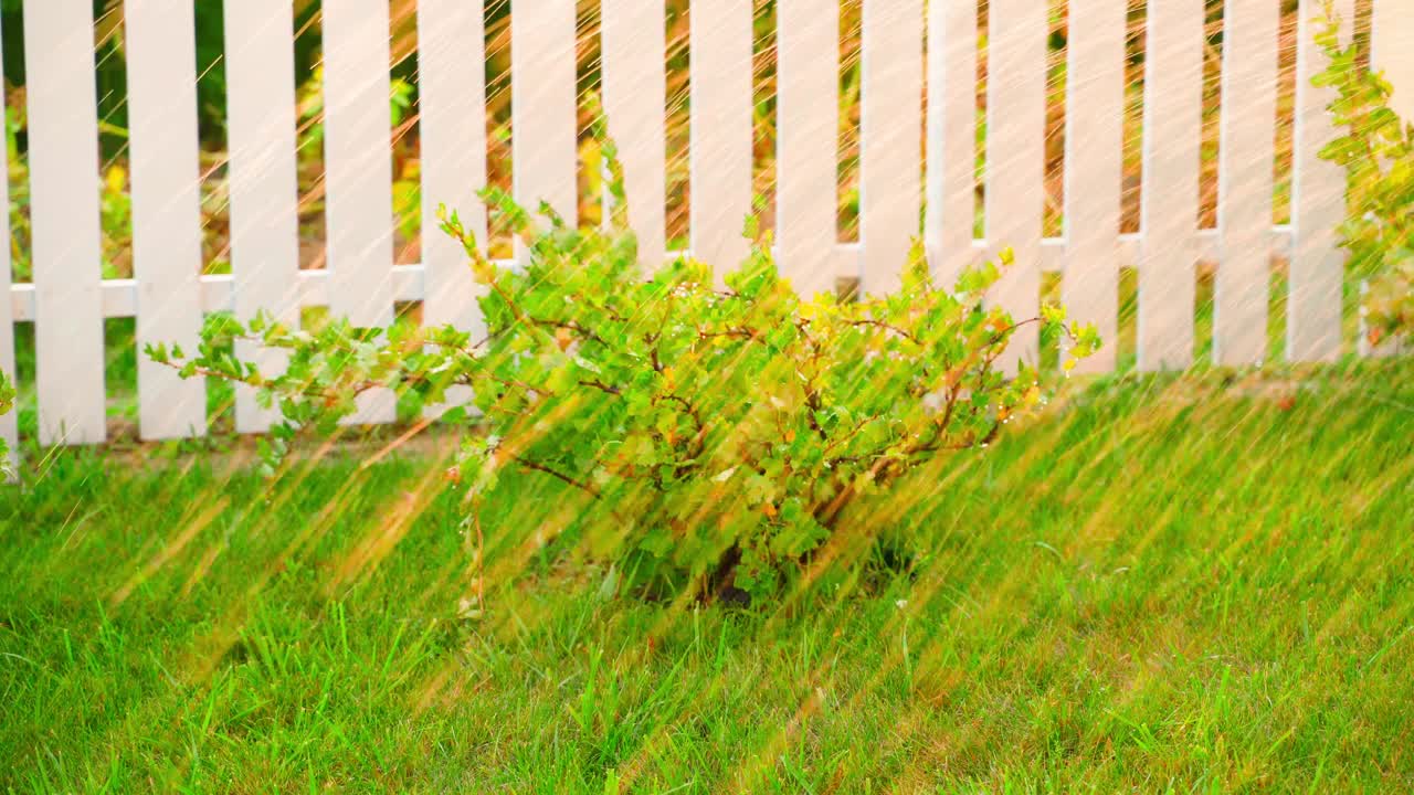 一个年轻的花园，白色的木篱笆后面有灌木丛和绿草，夏日的傍晚在浇水视频下载