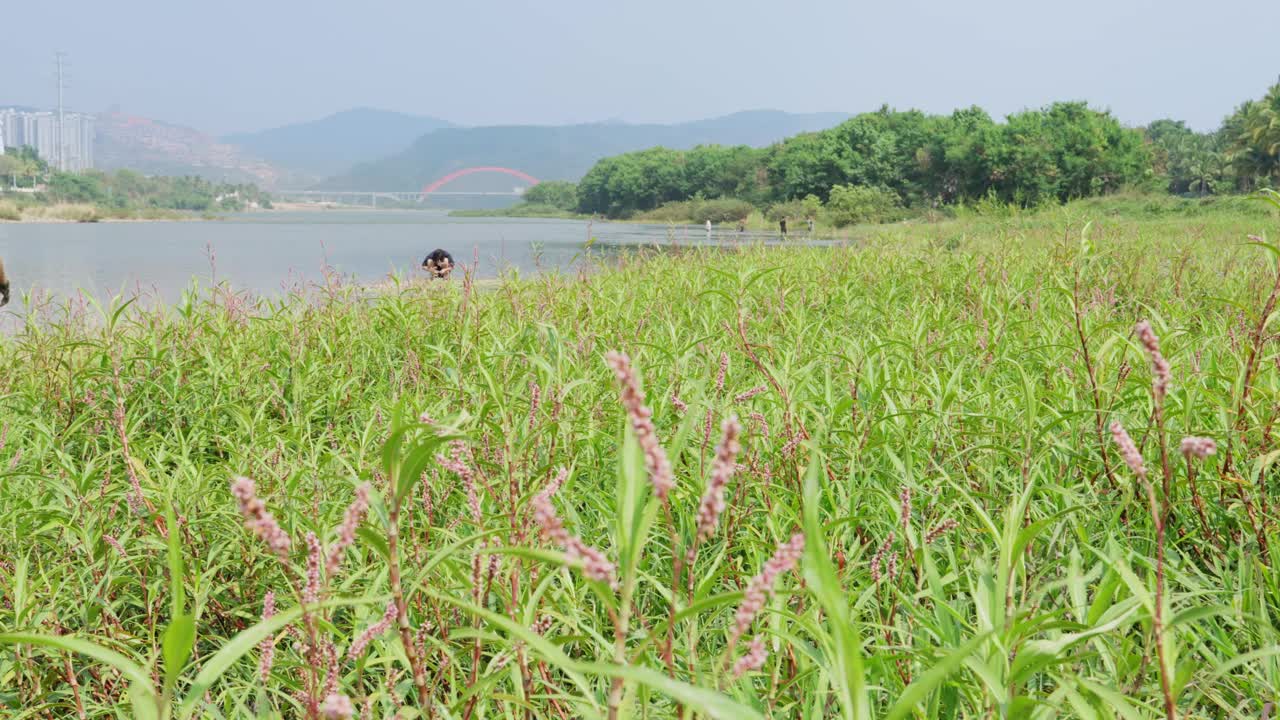 一名中年男子在湄公河边散步，自由自在地拍照视频下载