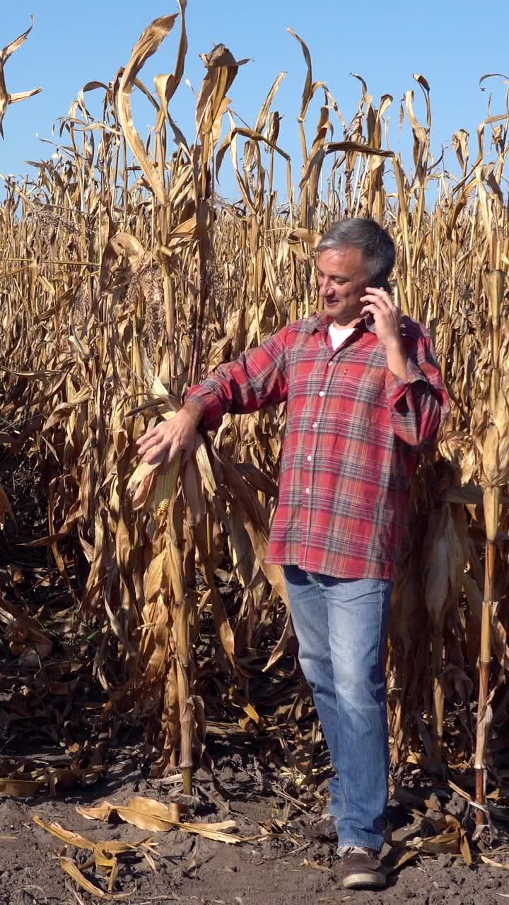 快乐的农民在玉米地里打电话视频下载