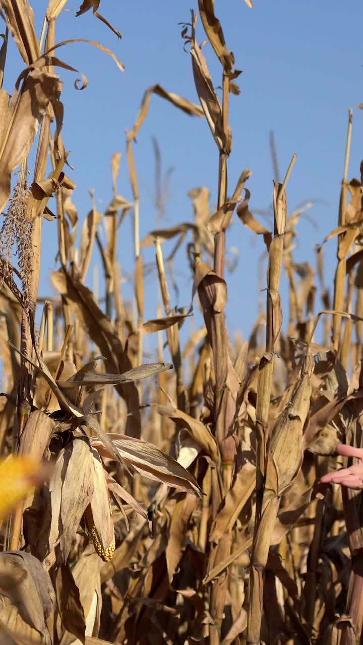 一个满意的农民在玉米地里用智能手机聊天视频下载