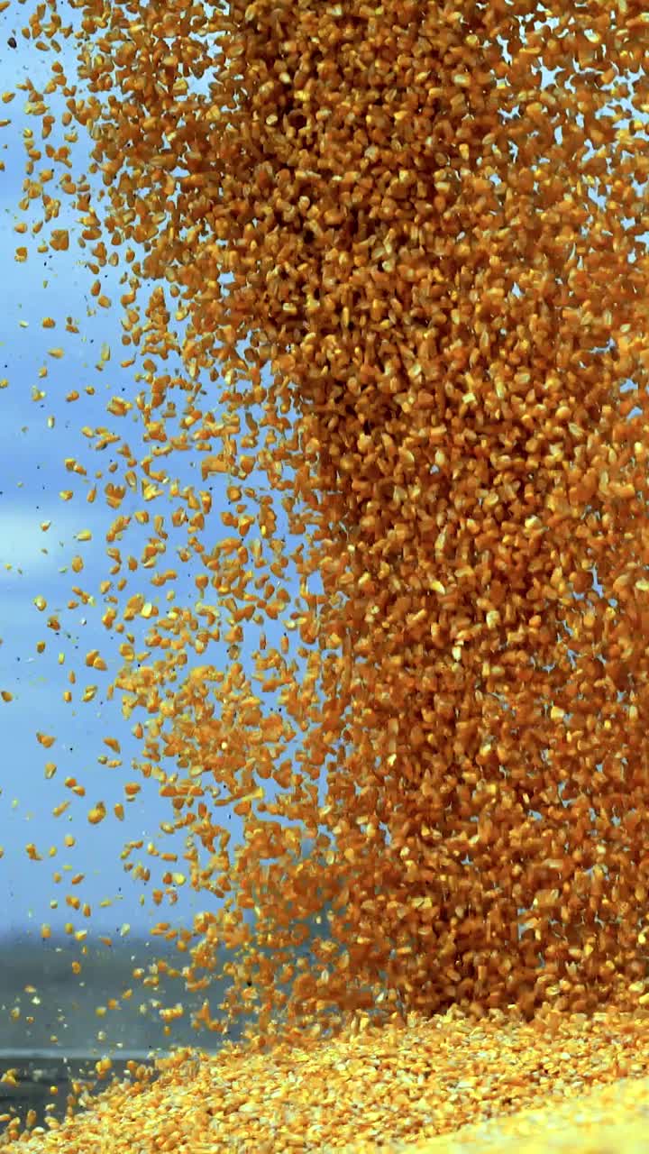玉米粒从联合钻机落入拖拉机拖车视频下载