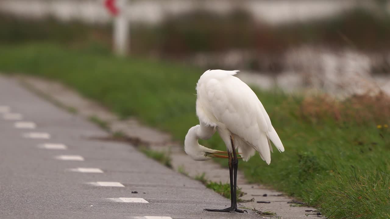 一只大白鹭(Ardea alba)站在交通标志前在路上排便视频素材