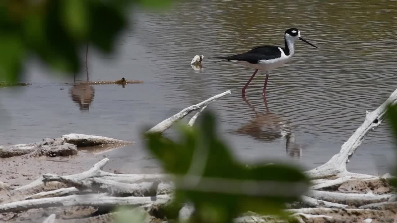 两只黑颈高跷(黑颈高跷)正在湿地中觅食。视频下载