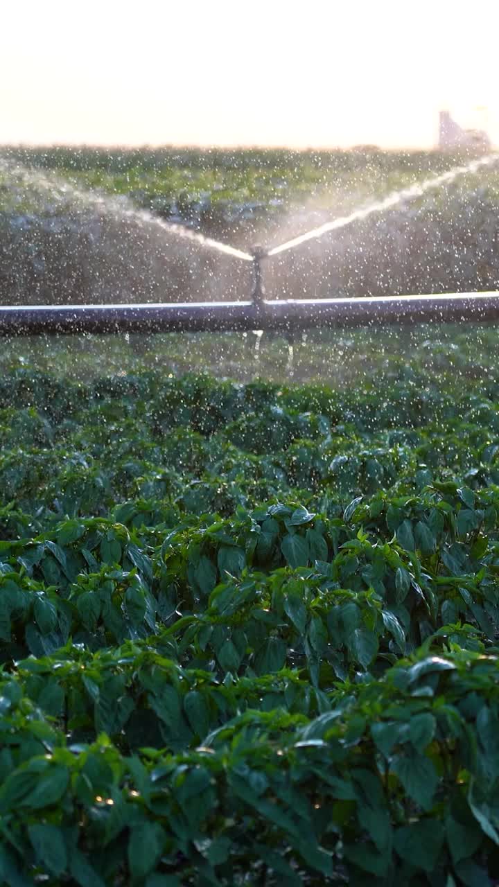 灌溉喷灌系统灌溉农田上的辣椒植物视频下载