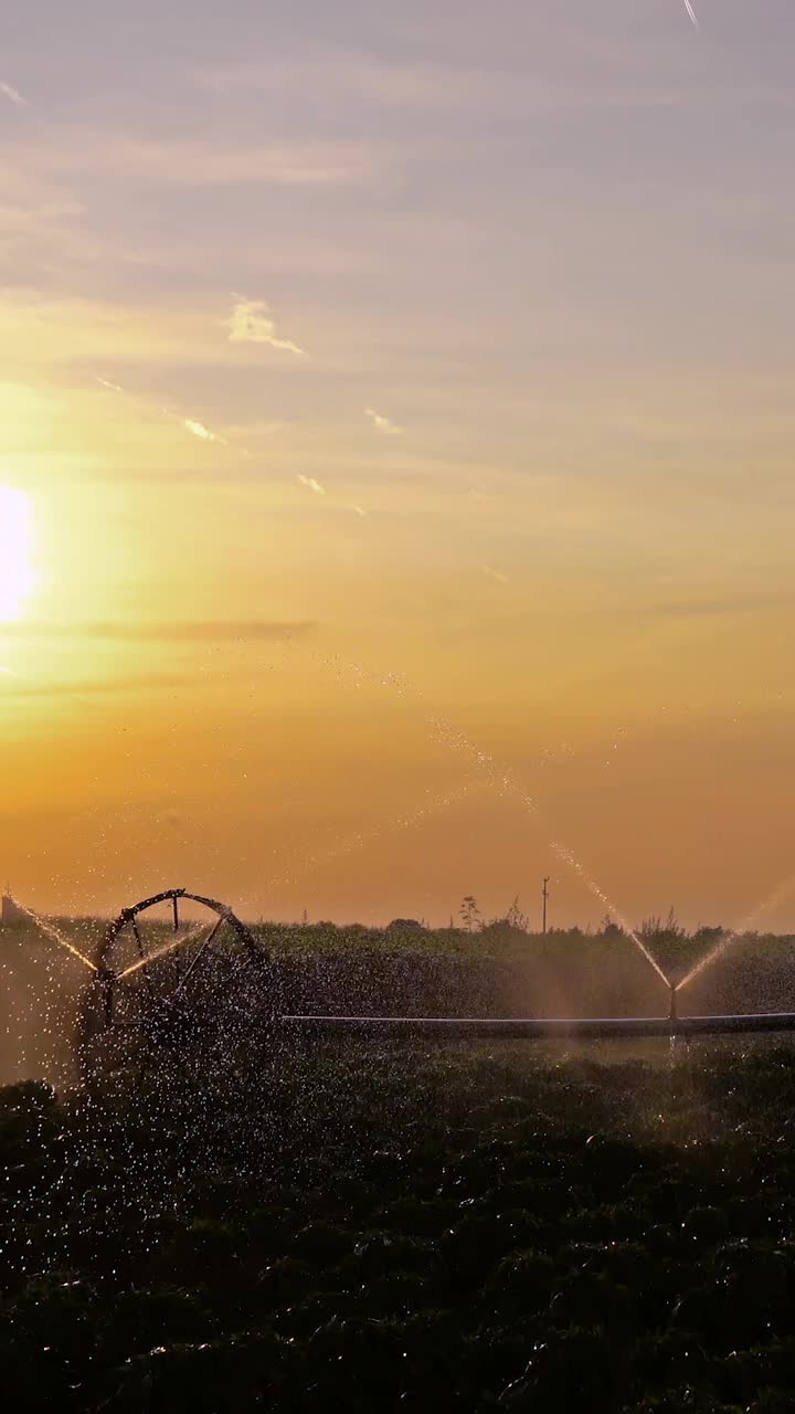 车轮线灌溉系统在日落时分向田间正在生长的作物喷水视频下载