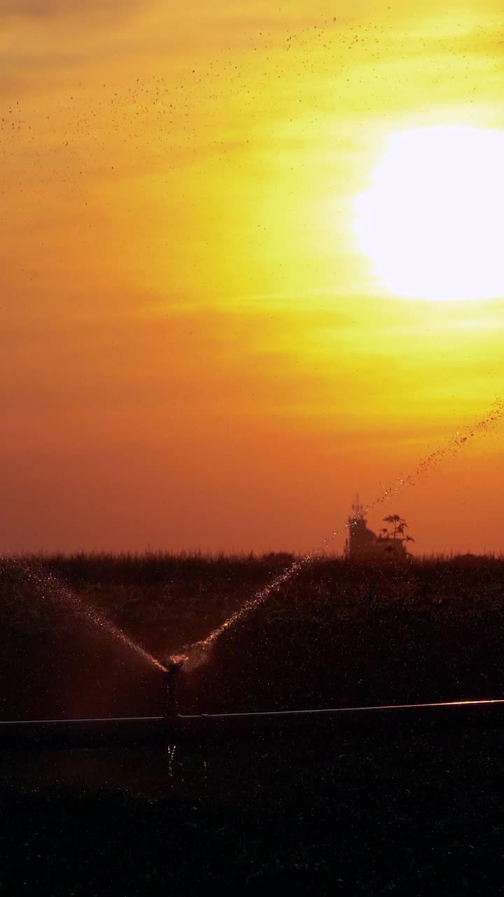 日落时分，灌溉系统向田间正在生长的作物喷水视频下载