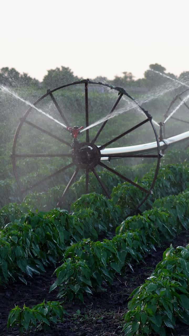 轮线灌溉系统在农田灌溉作物视频下载