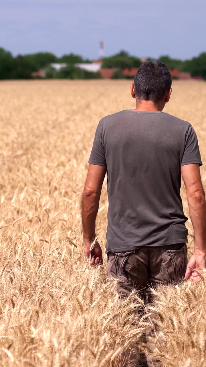 农民走过成熟的麦田，在收割前检查他的收成视频下载