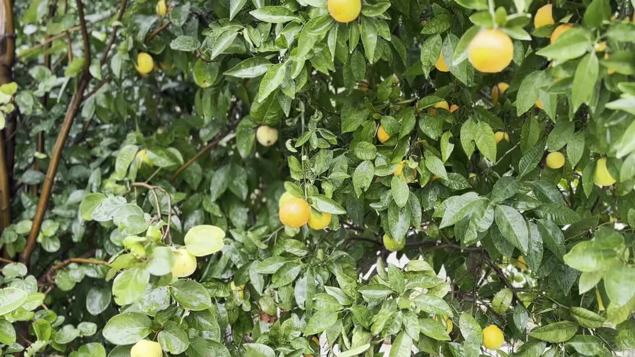 雨下的橘子树4K库存视频下载