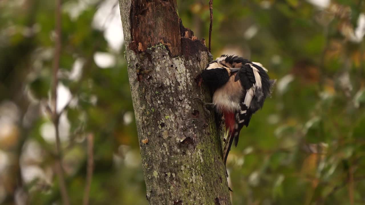 一只大斑点啄木鸟(Dendrocopos major)擦拭羽毛的秋天场景视频素材