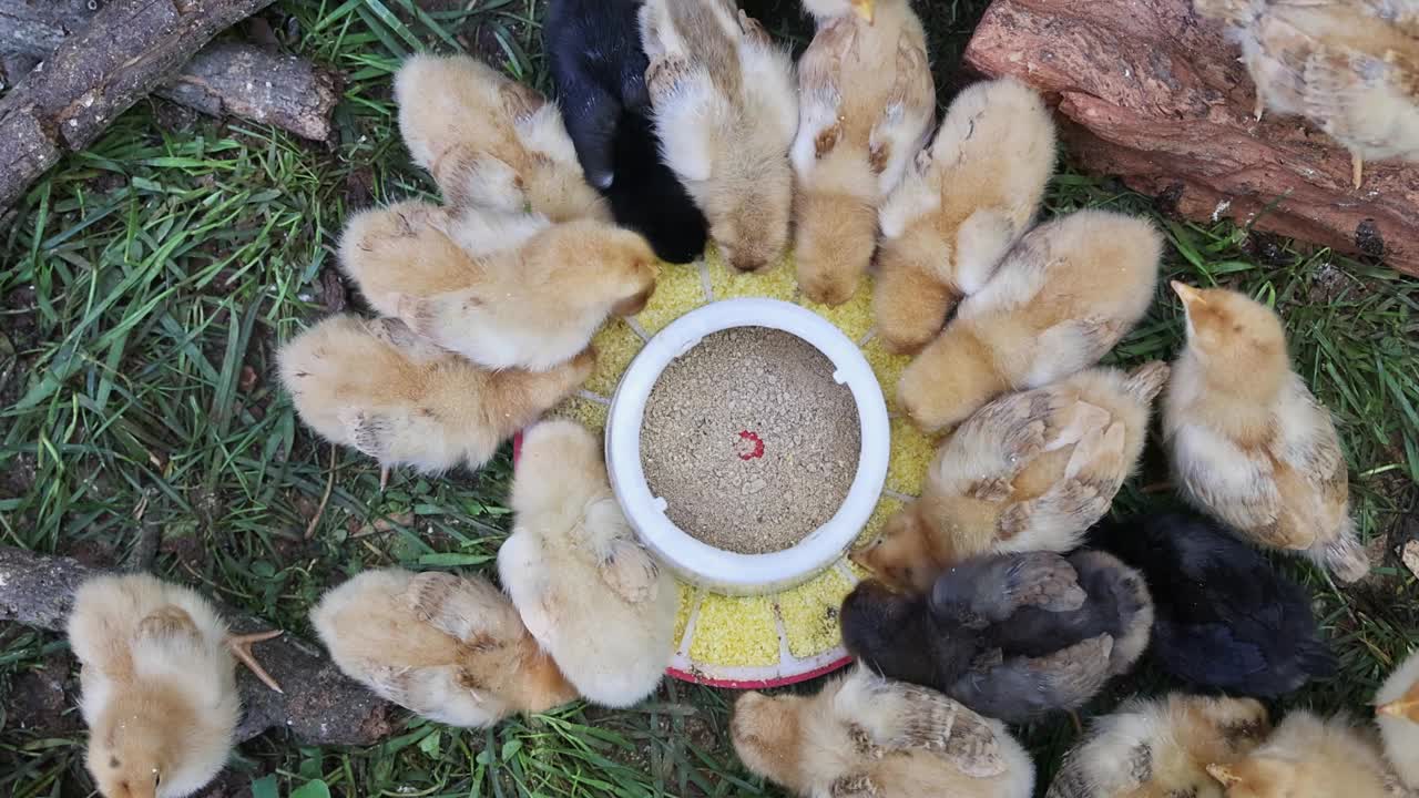 可爱的小鸟小鸡在农村农场吃从特殊的喂食器。视频下载