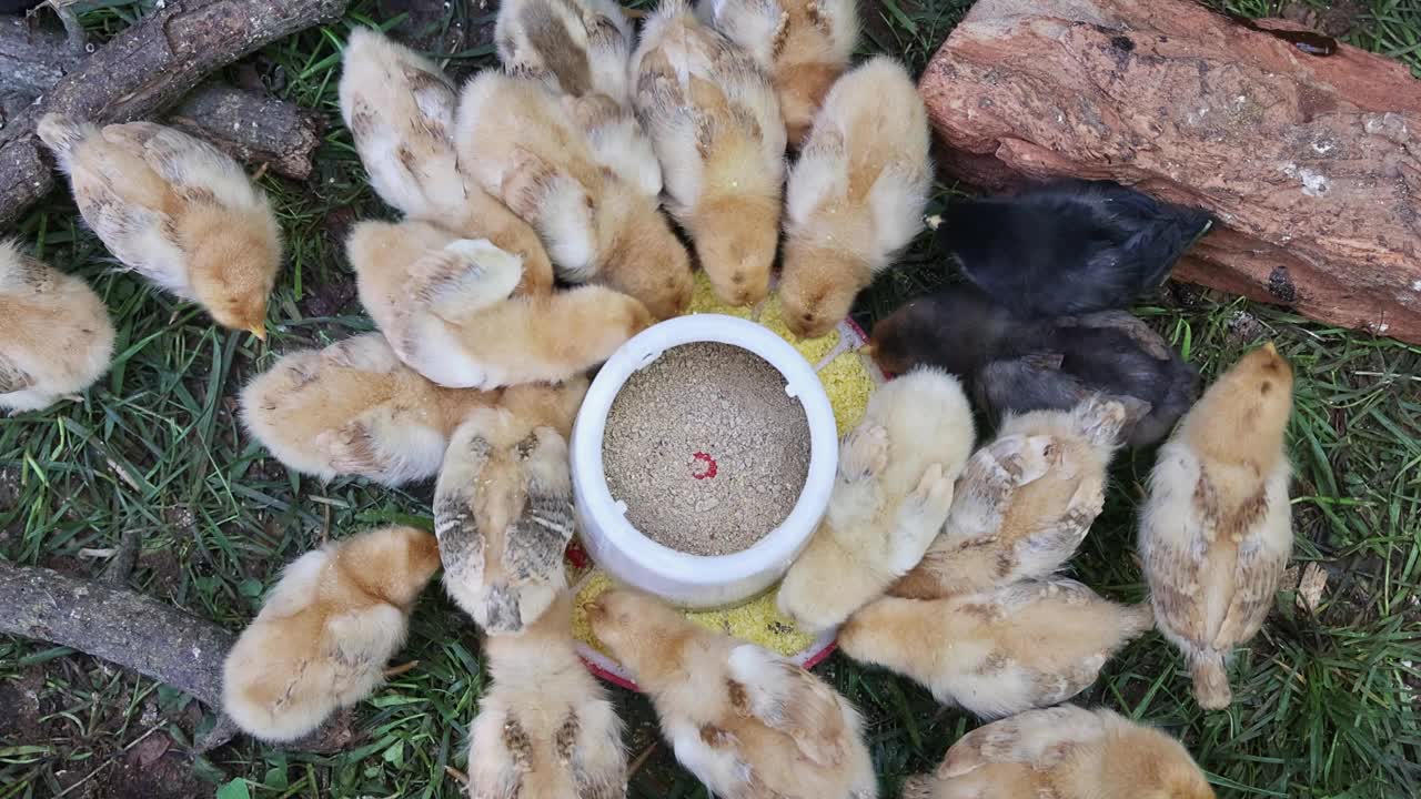 可爱的小鸡在乡下吃着特制的喂食器。视频下载
