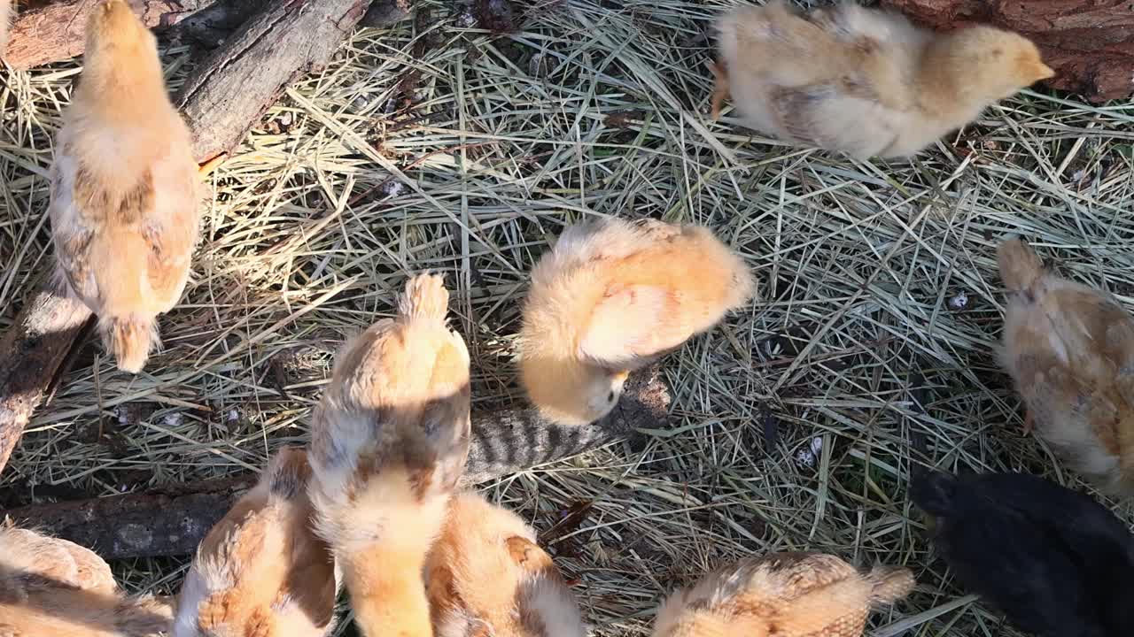 一个快乐的夏日，满是可爱的毛茸茸的小鸡在阳光下散步视频下载