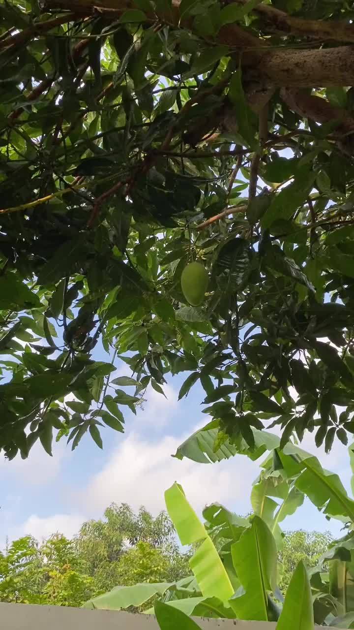 阳光下的芒果树树冠视频下载