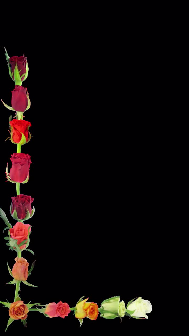 蒙太奇打开彩色玫瑰的时间流逝与ALPHA通道视频素材