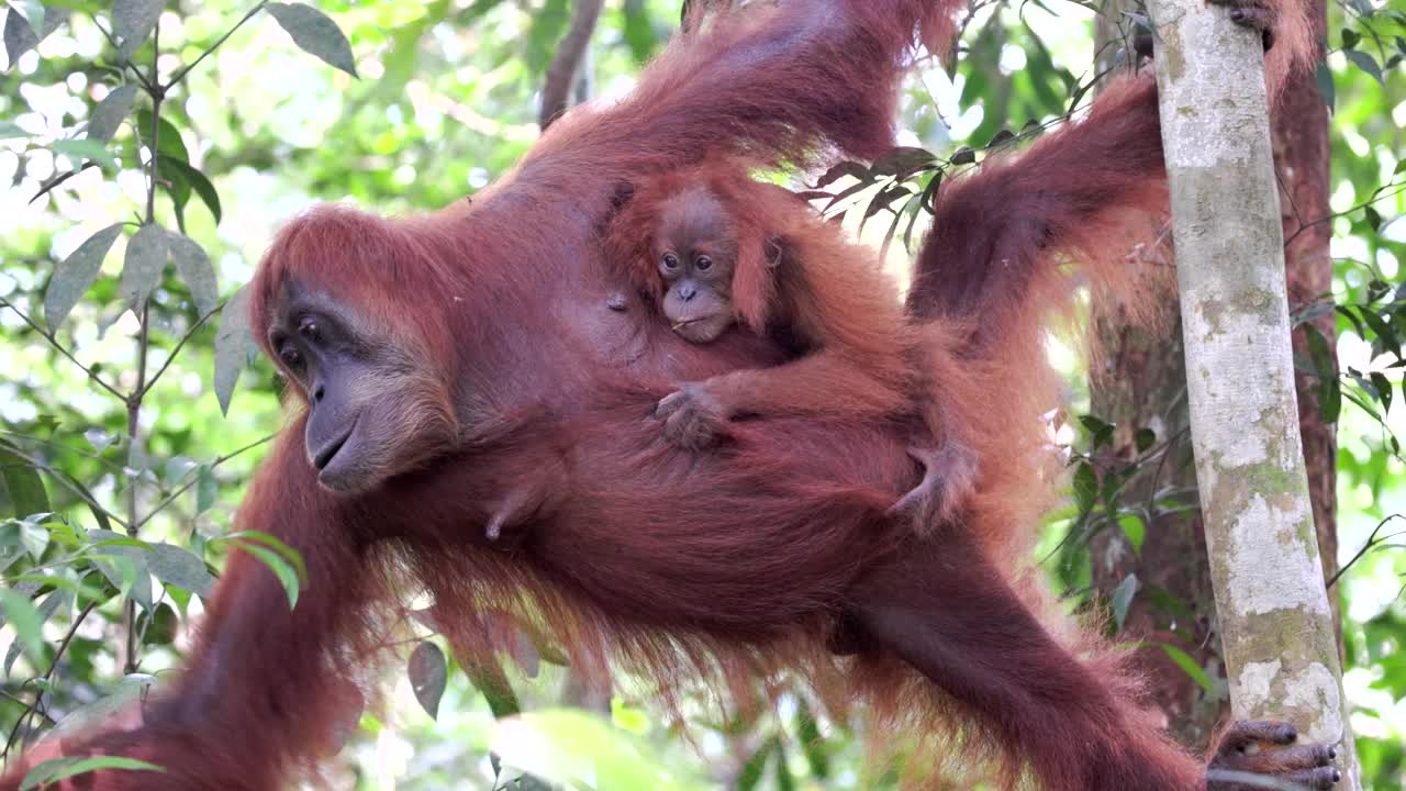 一只猩猩带着宝宝在雨林里觅食视频下载