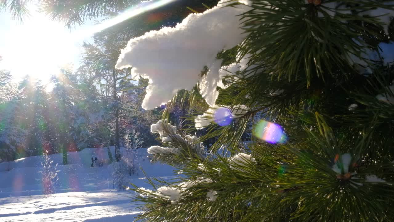 圣诞树装饰，后院。下雪。冬天被雪覆盖的树木。寒冷的天气。自然之美视频下载