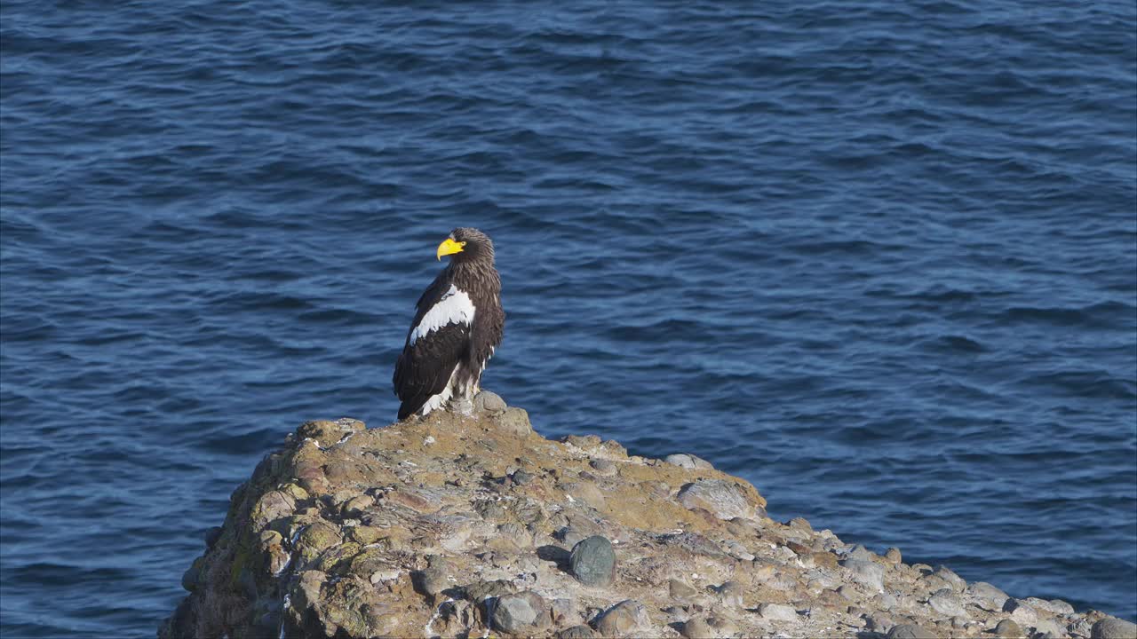 斯特勒海鹰栖息在海岸的一块岩石上视频下载