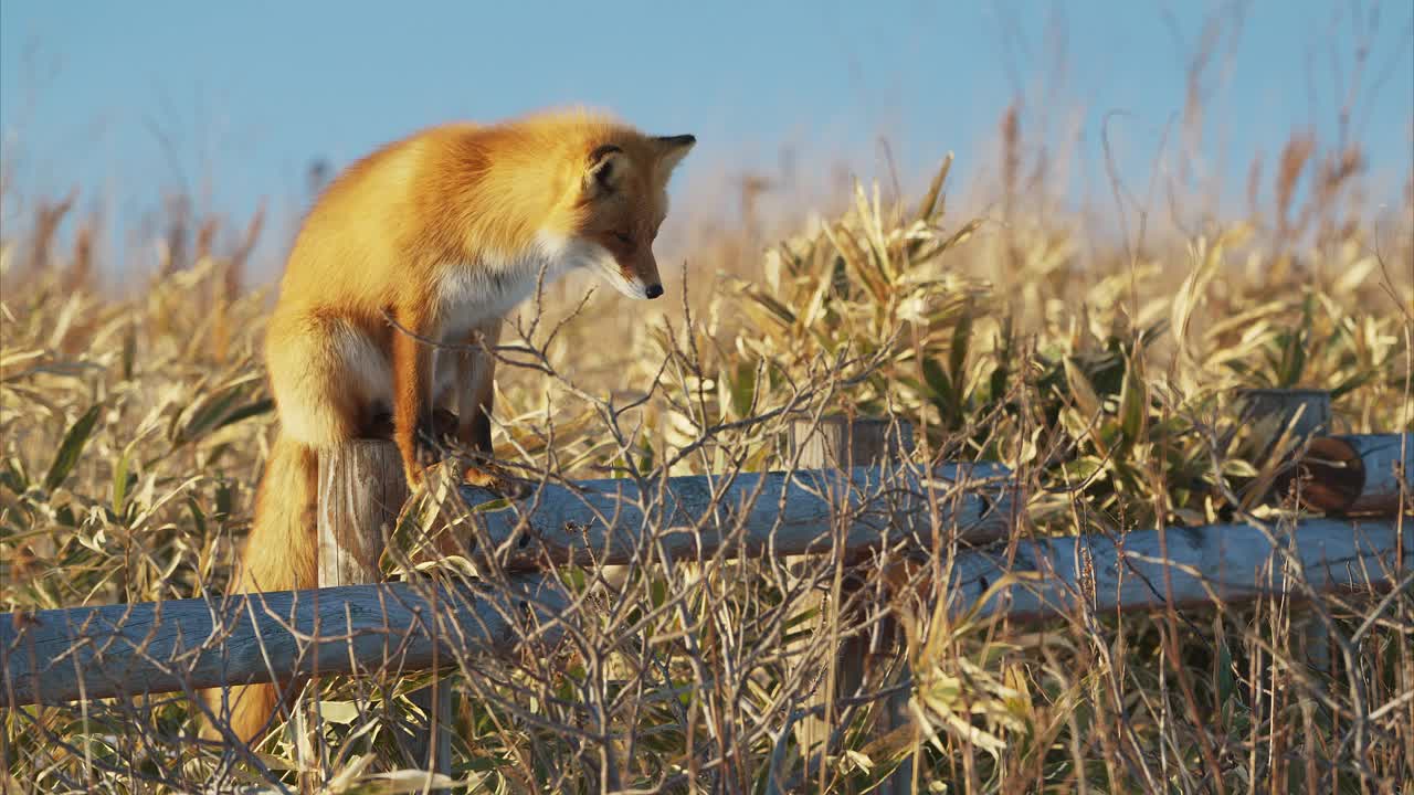 寻找猎物踪迹的红狐视频下载