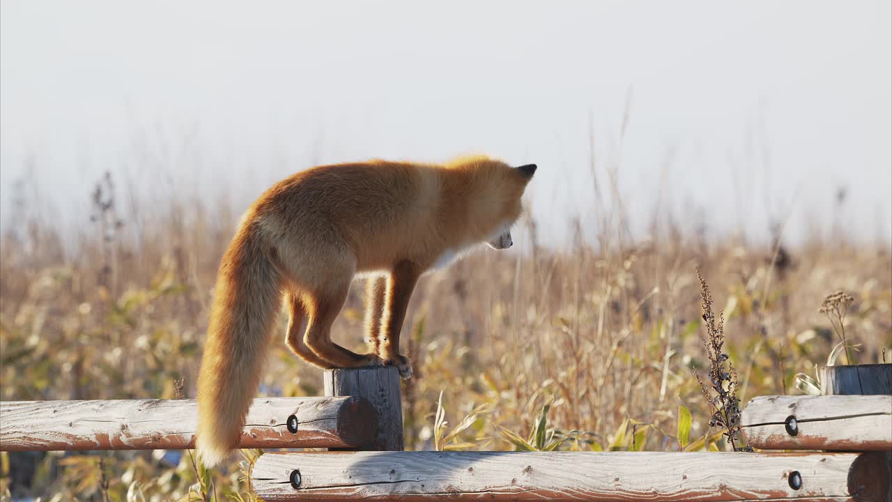 寻找猎物踪迹的红狐视频下载