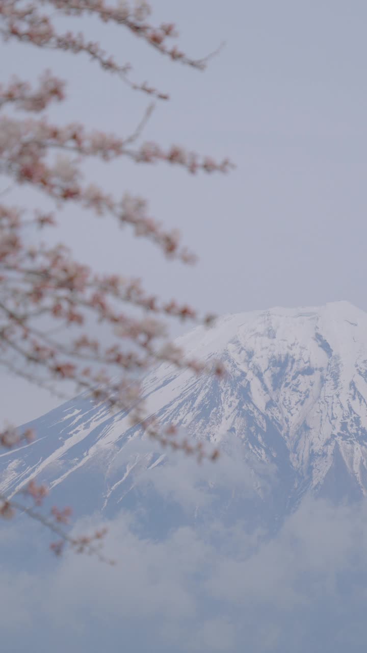 日本富士山的风景，富士山和樱花，在川口县，富士山。视频下载