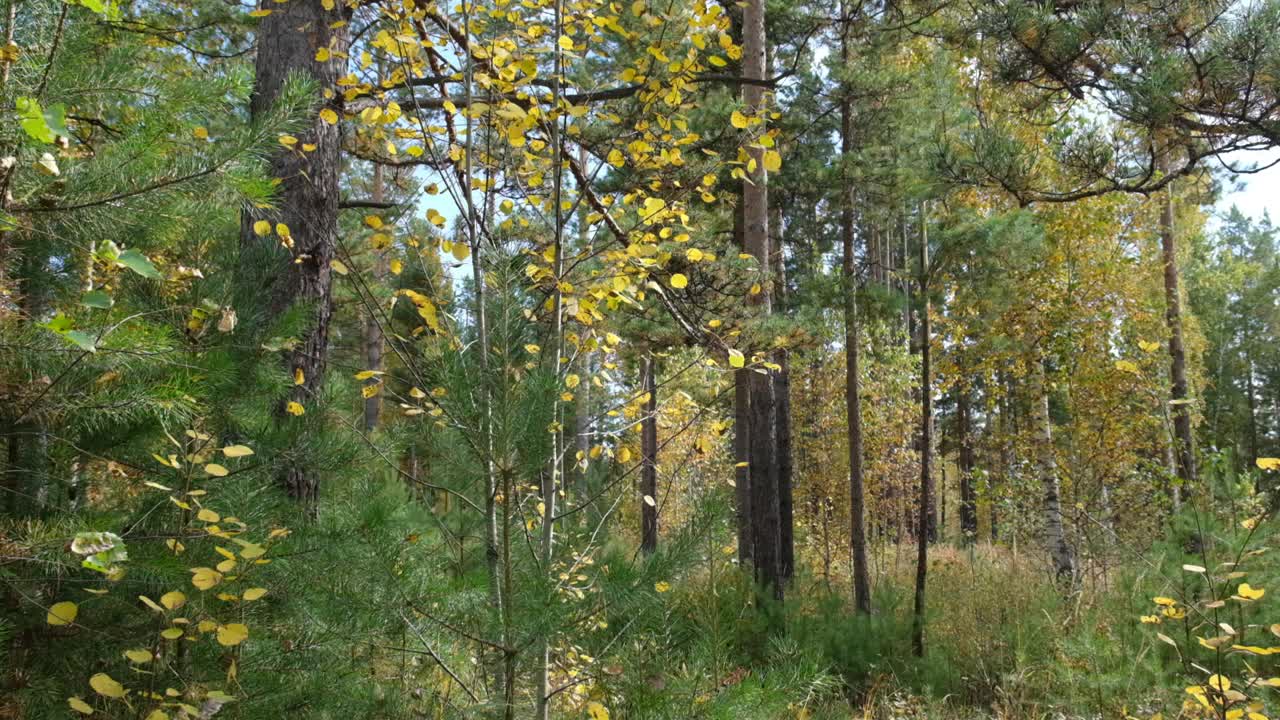 梦幻仙气的秋日自然，黄色的树叶和柔和迷离的阳光。大气的心情视频下载