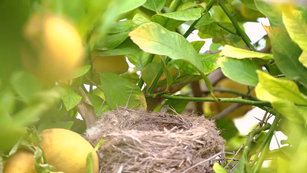 画眉鸟在巢里喂宝宝视频下载